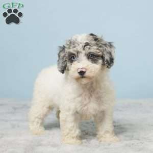 Abby, Miniature Poodle Puppy